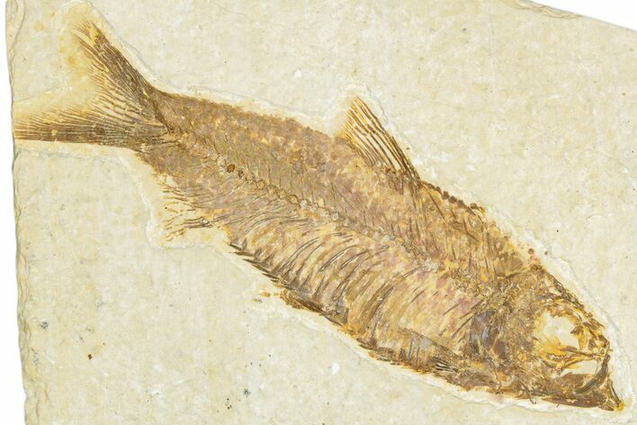 Detailed Fossil Fish (Knightia) - Wyoming #348045